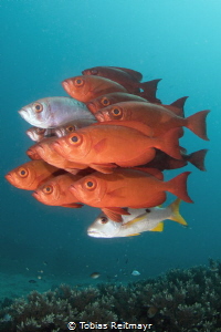 School of Bigeyes, Siapa Besar, Komodo NP by Tobias Reitmayr 